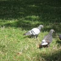 Feral Pigeon